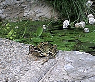 Frog on Edge of Pond (29 May)